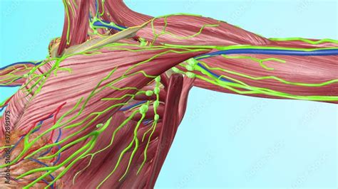 Human Under Arm Lymph Nodes With Full Body Muscles Circulatory Veins