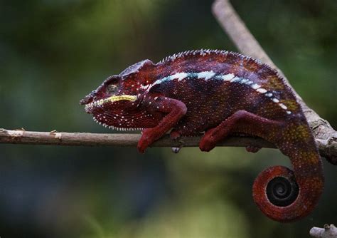Revealed How A Chameleon Changes Its Colours Jenman African Safaris