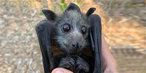 Why Everyone Should Care About Australias Flying Foxes Animals Australia