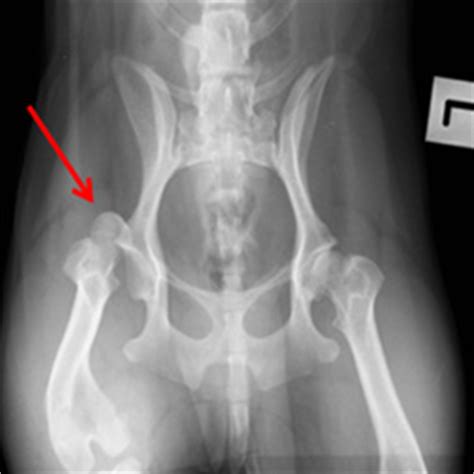 Symptoms and signs of a dislocated hip is acute severe pain in the hip and/or associated structures, an inability to walk or move one's leg, and possible the risk of hip dislocation may be reduced by avoiding falls, wearing protective sports gear, and living a healthy lifestyle. Hip Dislocation in Dogs and CatsThe Veterinary Expert| Pet ...
