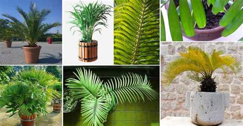 Palm Plant Care How To Grow Indoor Palm Trees As Houseplants