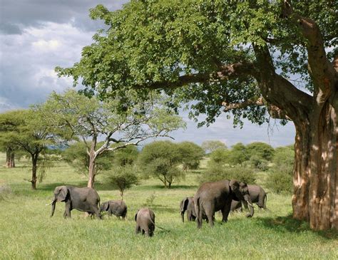 Gray Elephant Herd Under Green Tree On Green Grass Fields During