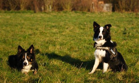 63 Mini Border Collie Australian Shepherd Mix Puppies For Sale