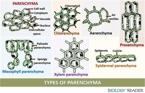 Parenchyma In Plants Definition Types Characteristics And Functions