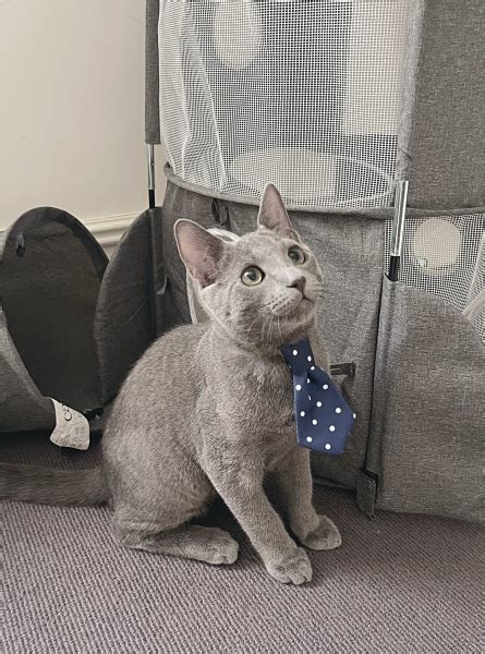 Helping Resident Cat Settle With New Kittens Mumsnet