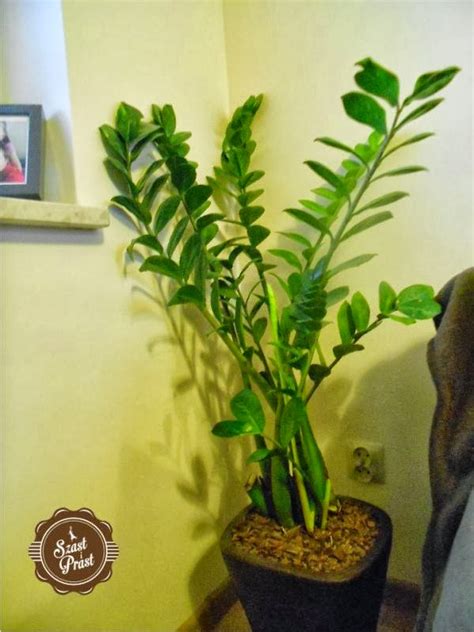 Szast i Prast: Kwiaty doniczkowe w domu. Moim domu.