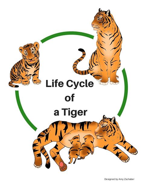 Life Cycle Of A Tiger