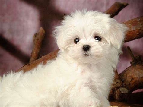 No more missed dental appointments, business meetings or birthdays! Lovely Little White Fluffy Puppy wallpaper 20-1200x900 ...