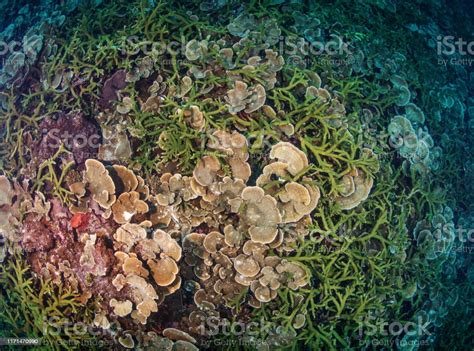 Group Of Coral Reef Underwater Top Down View Stock Photo Download