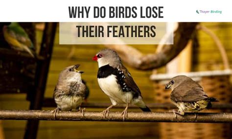 Why Do Birds Lose Their Feathers Is It Normal