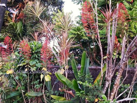 Dulu kalau beli pokok bunga ros ni memang masa beli tu saja la dapat tengok bunganya. Kebun Bahagia Bersama: Yang Berbunga-Bunga Top 3 Perennial ...