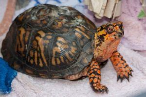 Many owners say their eastern box turtles have distinct personalities and are quite social in their own way. Adopt Aaron E. Box on Petfinder | Box turtle, Eastern box ...