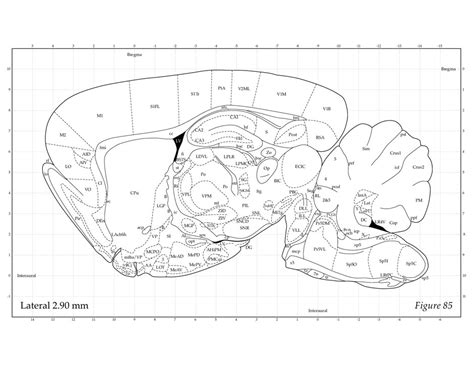 Smířit Se S Smírčí Soudce A Tak Dále Rat Brain Sagittal Dítě Bouřka