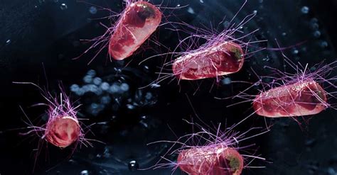 Images of e.coli bacteria, identification and treatment of e.coli infections, susceptibility of escherichia coli to antibiotics. ¿STEC, EHEC o E. coli O157? Diferenciar entre objetivos ...