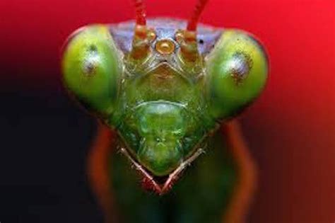 Skin Crawling Close Up Footage Of Praying Mantis Faces Praying Mantis