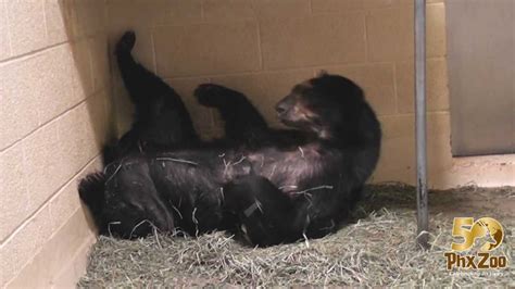 Andean Bear Cub Wrestling With Mom Youtube