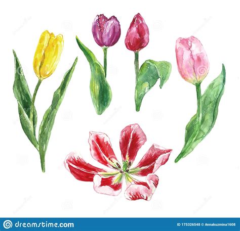 Watercolor Tulips Isolated Hand Drawn Tulip Flowers Isolated On White