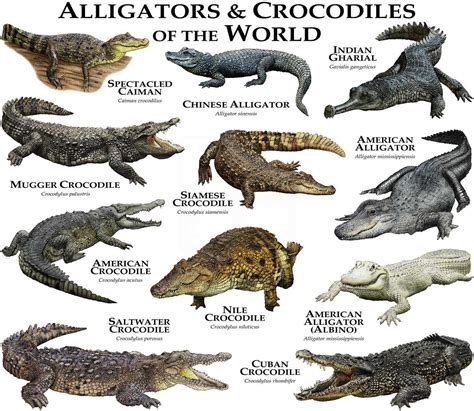 Alligators And Crocodiles Of The World To Poster Print Etsy In 2021