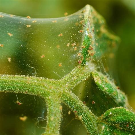 A house spider finds its food by searching for crumbs or anything edible left behind. How to Get Rid of Spider Mites | Planet Natural