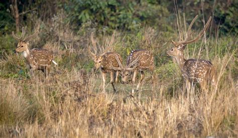 Deer Stock Photo Image Of Deer Chitwan Reserve Pasture 270542446