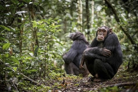 Why Chimpanzees Are Endangered And What We Can Do