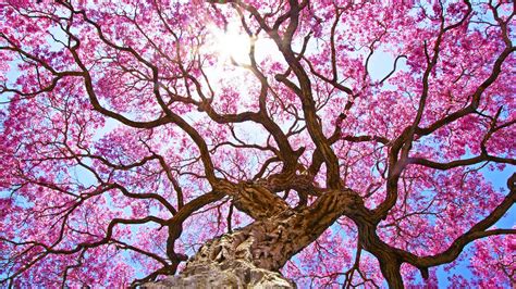 Choose your favorite pink blossom designs and purchase them as wall art, home decor, phone cases, tote bags, and more! Sunshine Through Pink Blossoms HD Wallpaper | Background Image | 2564x1440 | ID:862858 ...