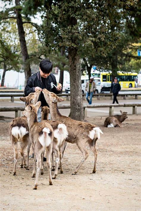 Nara Deer Park Day Trip From Osaka Japan Urban Pixxels
