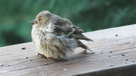 Salmonella outbreak is rapidly growing, according to the cdc, and no source of the infection has been this material may not be published, broadcast, rewritten, or redistributed. Bird feeders blamed for deadly salmonella outbreak, says B ...