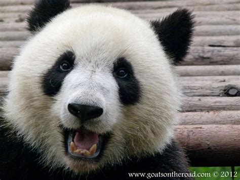 Photo Of The Moment One Happy Panda In Chengdu China — Vagabondish