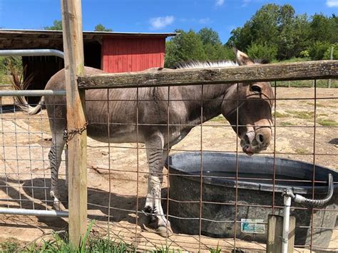 Go to our facebook page for all our latest photo's, updates and news. Smoky Mountain Deer Farm & Exotic Petting Zoo (Sevierville ...