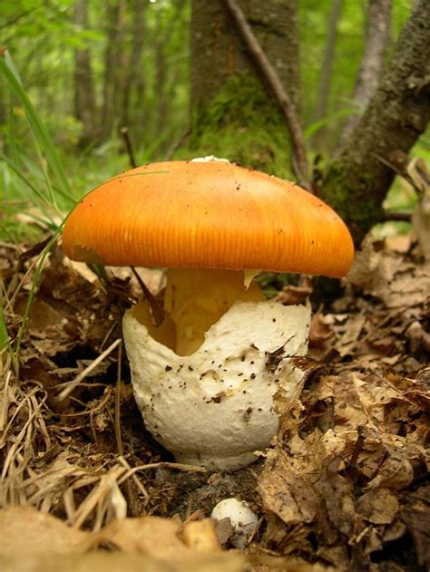 Best 953 Mushrooms Amanita Species Images On Pinterest