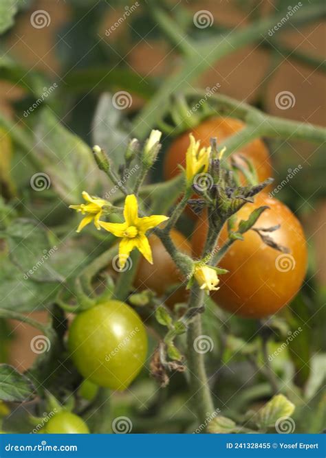 Cherry Tomato Flowers Stock Image Image Of Agronomy 241328455