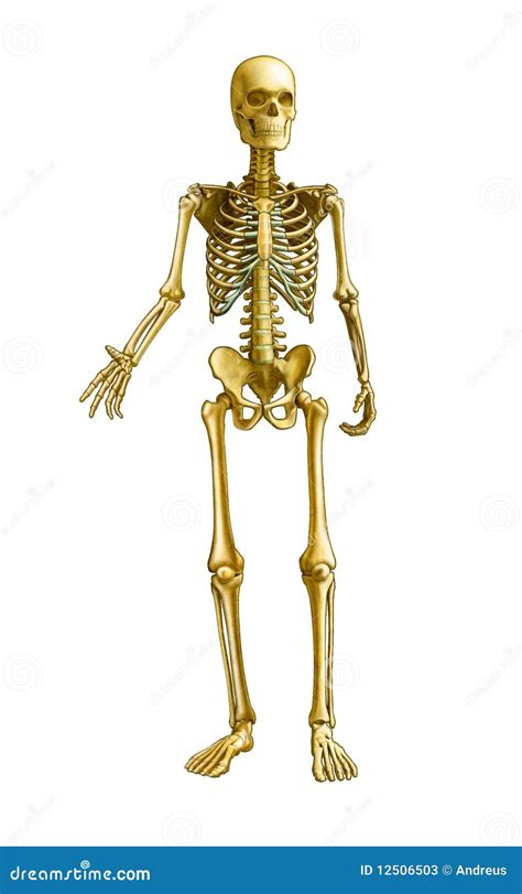 Esqueleto Humano Ilustração Stock Ilustração De Osso 12506503