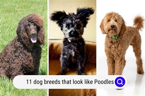 11 Dog Breeds That Look Like Poodles With Pictures Oodle Life
