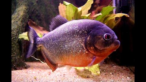 25 Very Cool Aquarium Freshwater Fish Fish I Have Owned In My Life