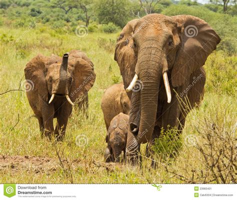 Elephant Herd With Trumpeting Juvenile Stock Image - Image of trumpeting, marching: 23983401