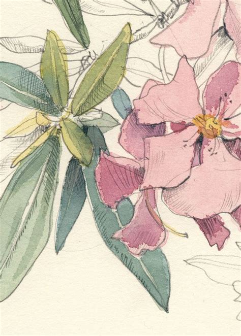 Nerium Oleander Watercolor And Pencil Drawing Pink Flowers Etsy