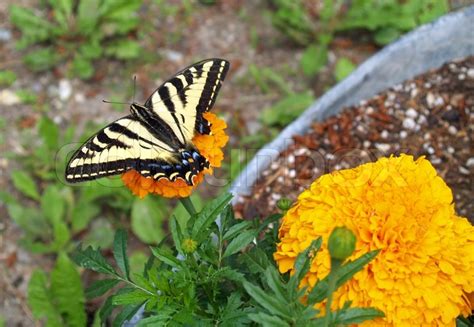 Monarch butterflies are known for the incredible mass migration that brings millions of them to california and mexico each winter. A Yellow and Black Monarch Butterfly on ... | Stock Photo ...