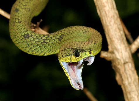 This reptile has adapted to living its life almost completely above the ground, slithering around in trees all day. Great Lakes Bush Viper Facts and Pictures