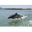Dolphin Adventure In Clearwater Beach Tampa From $22  Peek