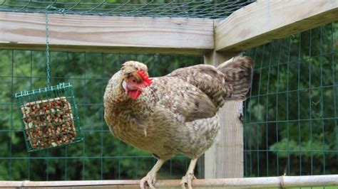 East Norriton Backyard Chicken Lovers Meetup