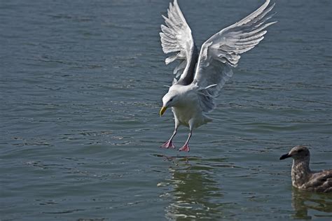 Seagull Landing On Water In Stevenston Harbour Photograph By Alexander