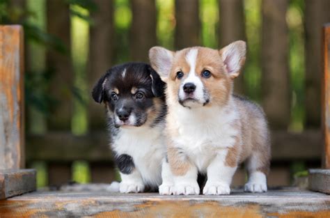 10 Ideas Of Cute Puppies Pictures For Pet Website Graphics