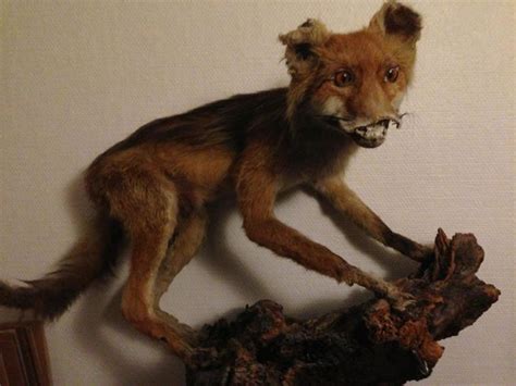 Bad Taxidermy Fox