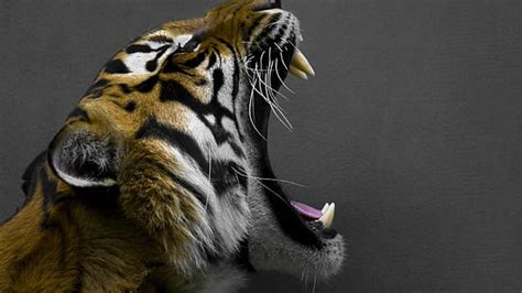 Hd Wallpaper Brown And Black Tiger Animals Big Cats Feline Animal