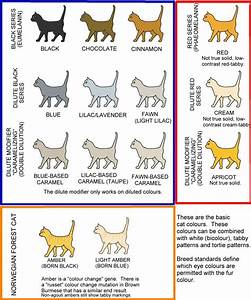 Colour And Pattern Charts Cat Meow Meaning Cat Breeds Chart Dog