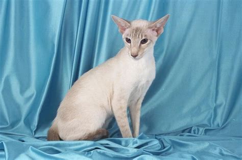17 Best Images About Lilac Point Siamese Cats On Pinterest Kittens Oriental Cat And Siamese