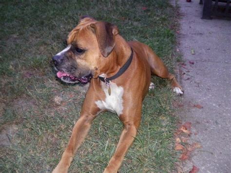 Make the commitment and change the life of a throw away pet today! Gotti - New Jersey Boxer Rescue