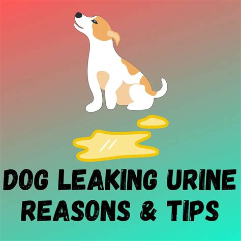 Dog Leaking Urine While Lying Or Sleeping Causes And Treatment