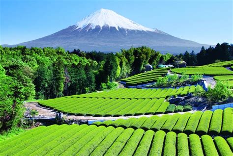 The Beautiful Landscape Of Mount Fuji
